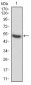 ADD1 Antibody
